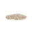 appleSeeds